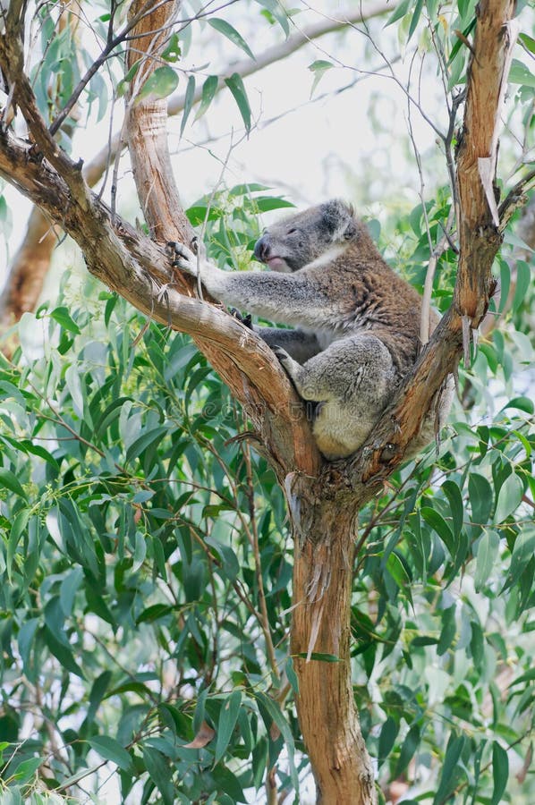 Stretching Koala Bear In Eucalyptus Tree Royalty Free Stock Images