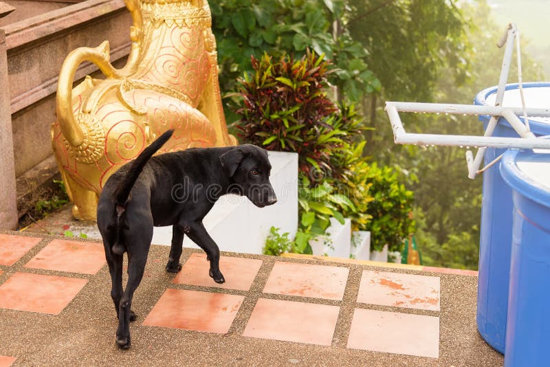 Streunende Hunde Im Tempel, Thailand Stockbild Bild von hunde