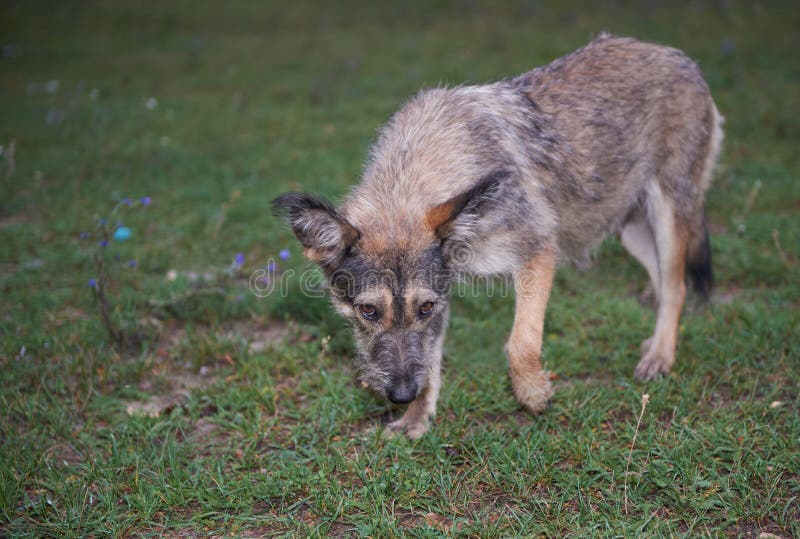 Streunender Hund, Der Die Kamera Untersucht Stockfoto Bild von