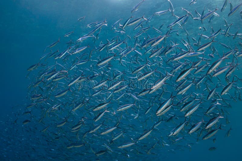 Striated fusilier Caesio striata is small silver fish stock images Striated fusilier Caesio striata is small silver fish stock images