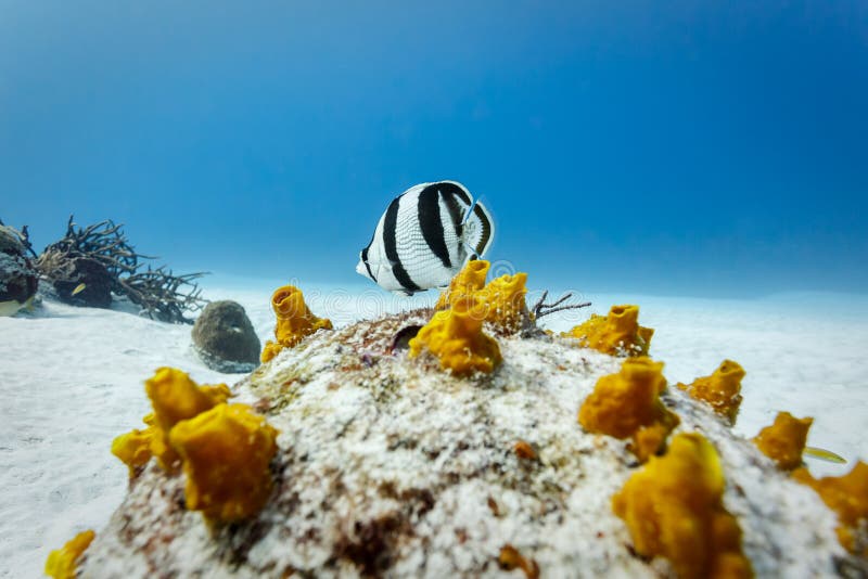 Striatus unido do chaetodon dos Butterflyfish no remendo do coral amarelo imagens de stock royalty free Striatus unido do chaetodon dos Butterflyfish no remendo do coral amarelo imagens de stock royalty free