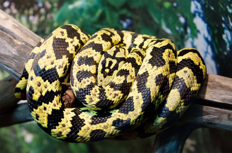 Pitone rosso fotografia stock. Immagine di malaysia, scala 77483042