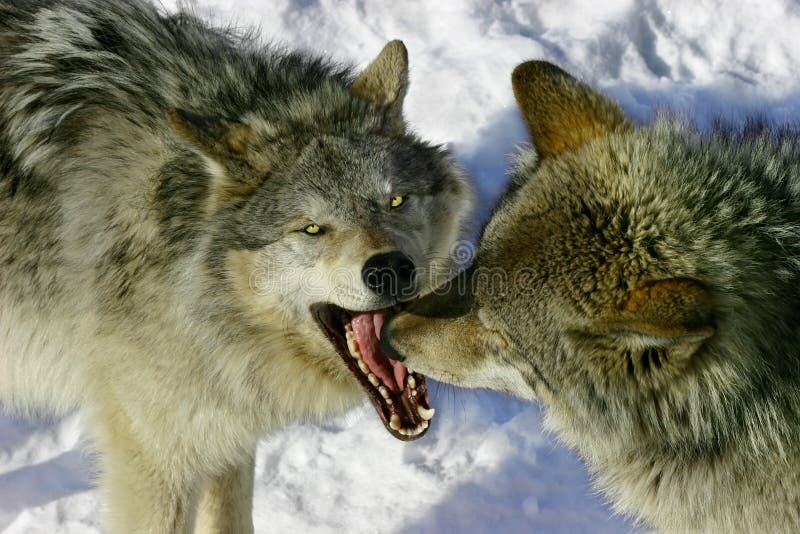Two wolves are fighting on a winter day. Two wolves are fighting on a winter day.