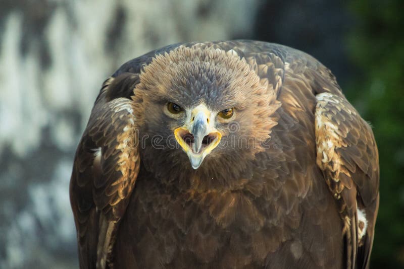 Țipătul vulturului auriu royalty free stock photography
