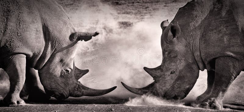 Strijd, een confrontatie tussen witte rinoceros twee in de Afrikaanse savanne op het meer Nakuru stock foto Strijd, een confrontatie tussen witte rinoceros twee in de Afrikaanse savanne op het meer Nakuru stock foto
