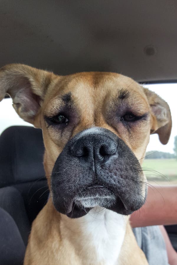 Vechten met een wesp royalty-vrije stock foto