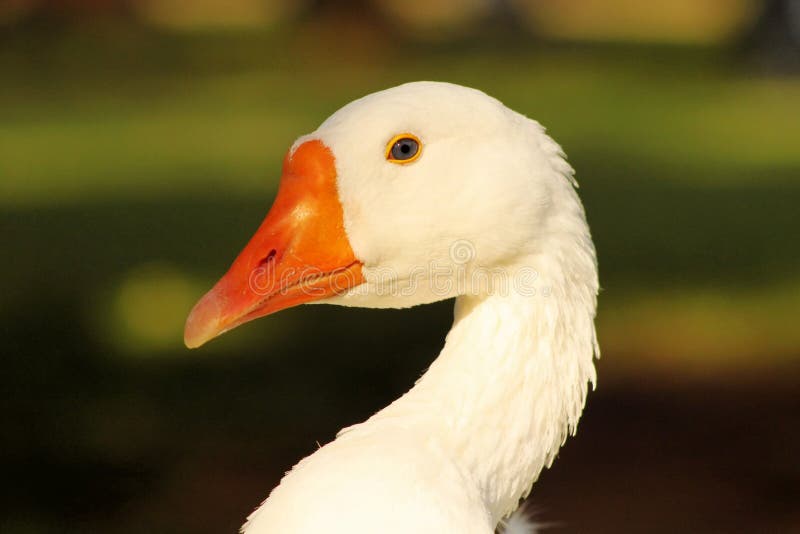 Striking Goose Head Open Beak Closeup Stock Image Image of birds
