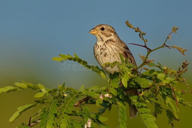 Strillozzo - calandra del Emberiza fotografia stock Strillozzo - calandra del Emberiza fotografia stock
