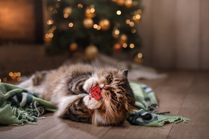 Strimmig katt och lycklig katt Jul kryddar 2017, nytt år, ferier och beröm arkivbild Strimmig katt och lycklig katt Jul kryddar 2017, nytt år, ferier och beröm arkivbild