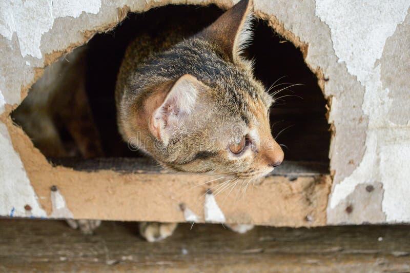 Strimmig kattkatt i hålträvägg royaltyfri fotografi Strimmig kattkatt i hålträvägg royaltyfri fotografi