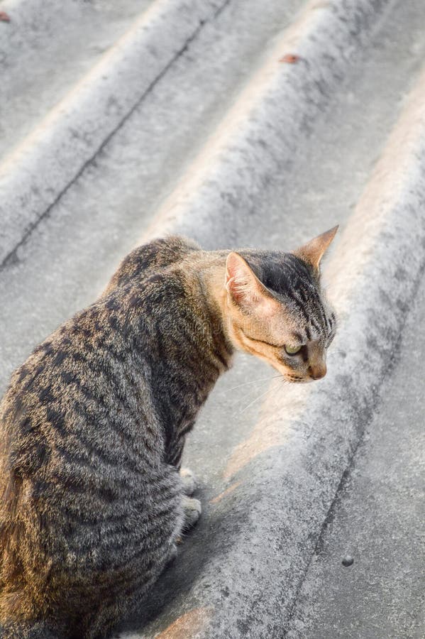 Strimmig kattkatt på tegelplattataket royaltyfria bilder Strimmig kattkatt på tegelplattataket royaltyfria bilder