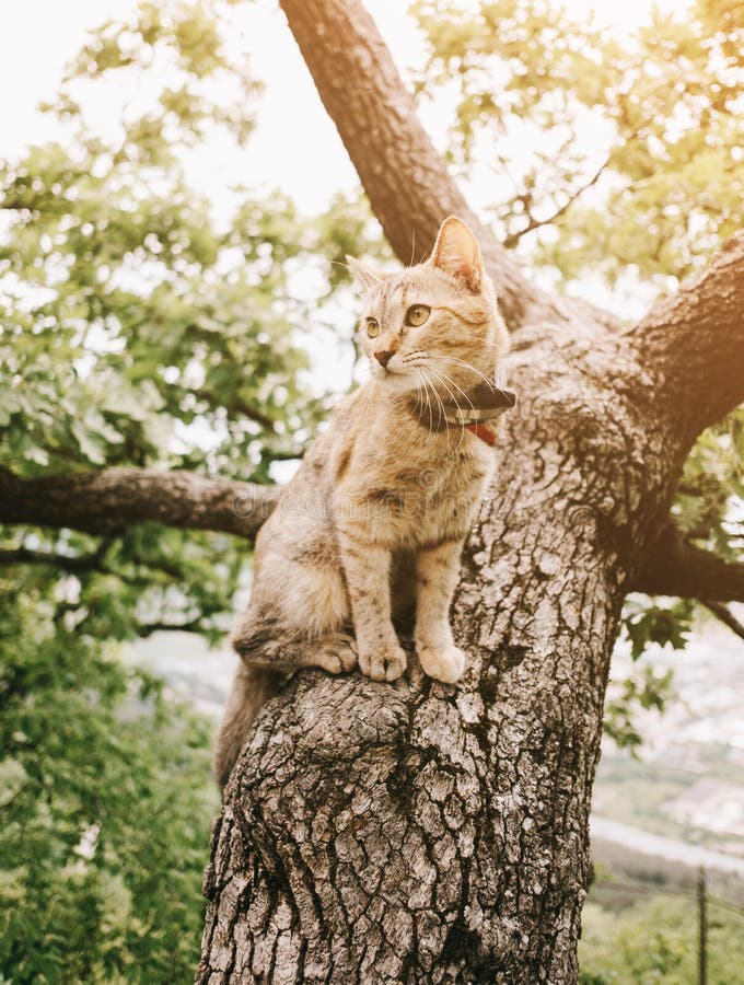 Strimmig kattkatt som sitter på träd i sommar arkivfoto Strimmig kattkatt som sitter på träd i sommar arkivfoto