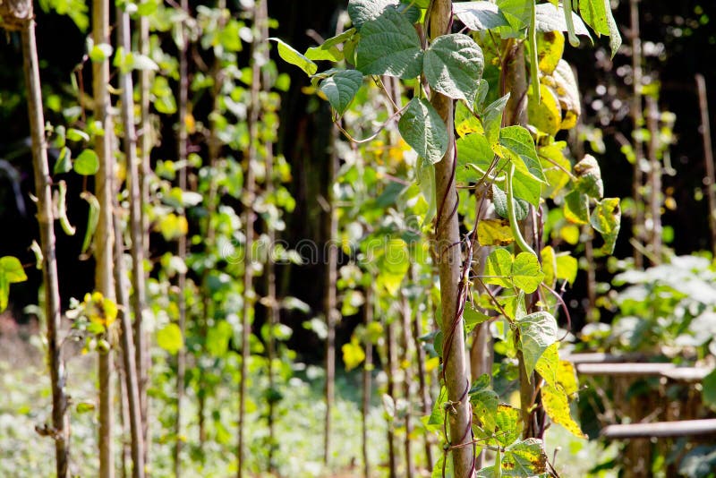 String bean in the garden