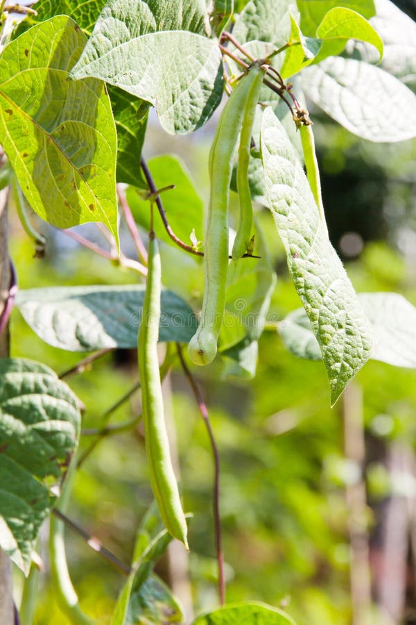 String bean in the garden