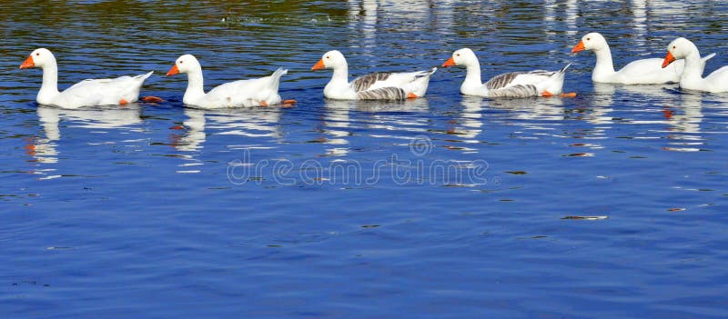 String of geese stock photo String of geese stock photo