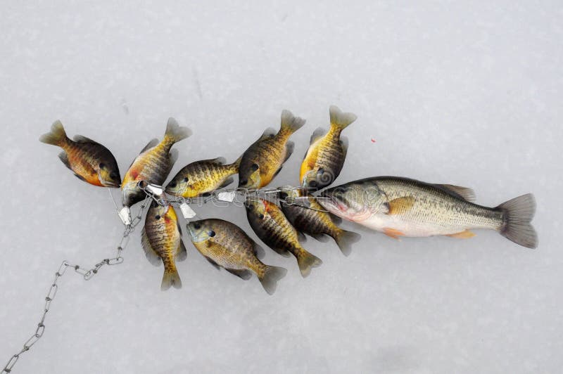 Stringer of fish stock photo. Image of panfish, western