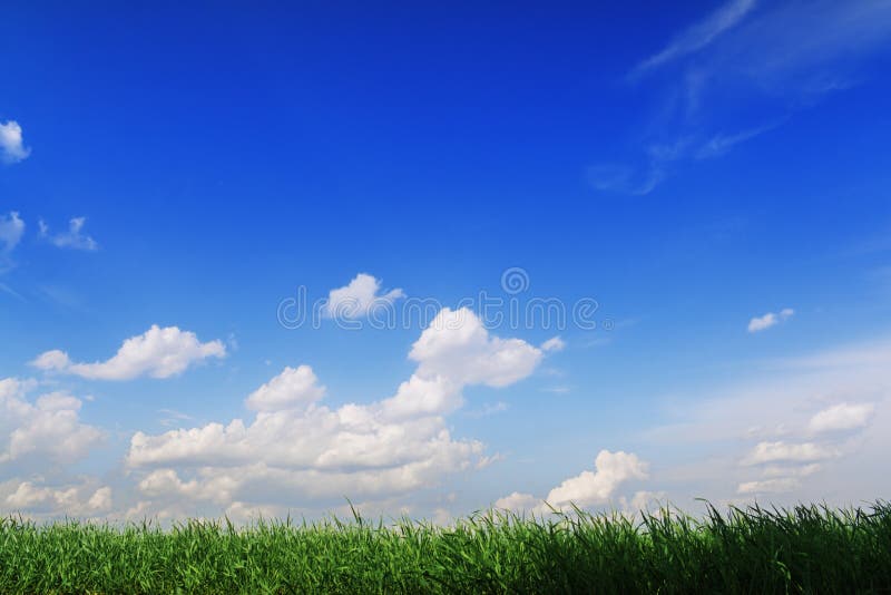 Stripe of rich green grass against blue sky