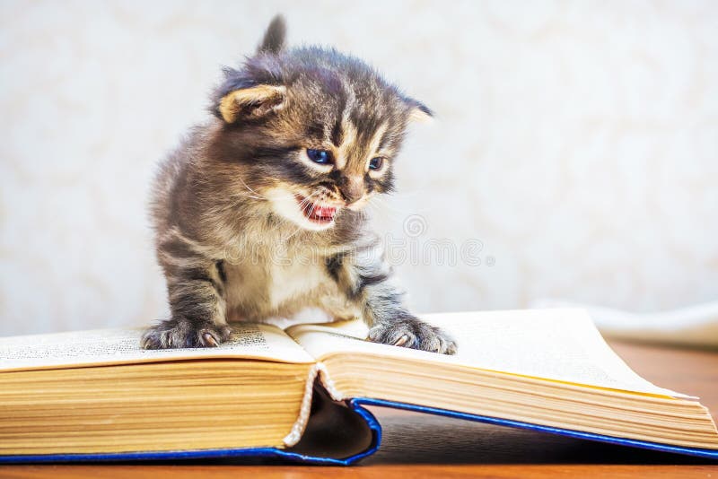 Урок чтения котята