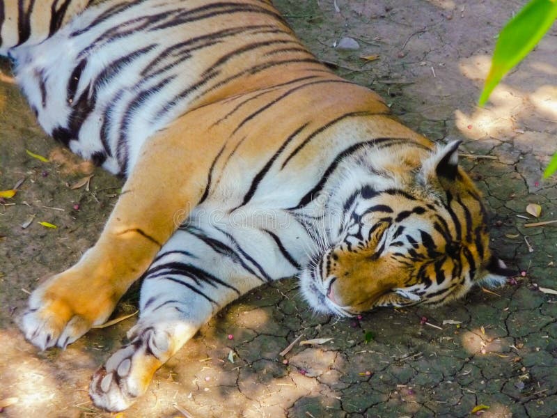 Asian Tiger Sleeping In The Sun On Cracked Dry Soil, Closeup Stock ...