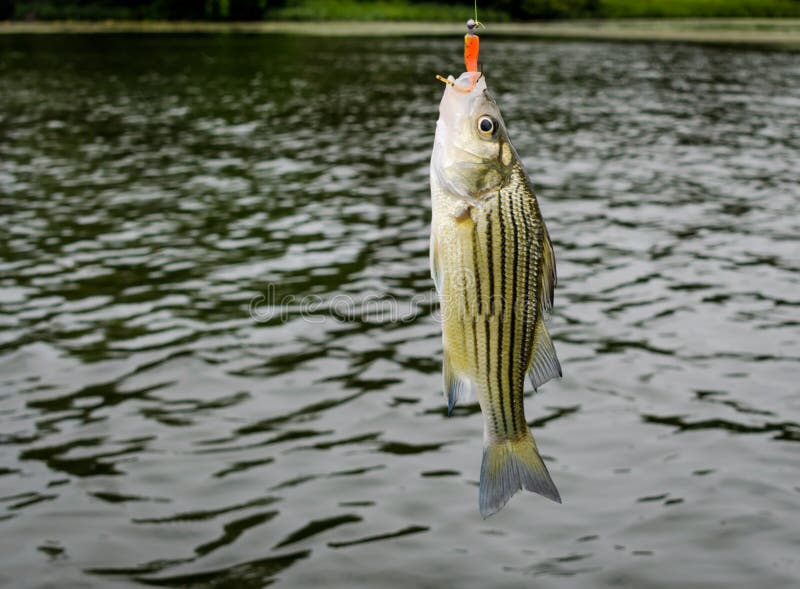 Striped bass fish caught on the line