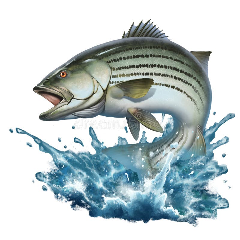 https://thumbs.dreamstime.com/b/striped-bass-jumping-out-water-illustration-isolate-realism-perch-background-splashing-fishing-large-predatory-fish-228584146.jpg