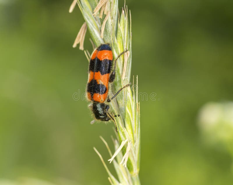 Striped beetle stock image. Image of orange, antennae 42413261