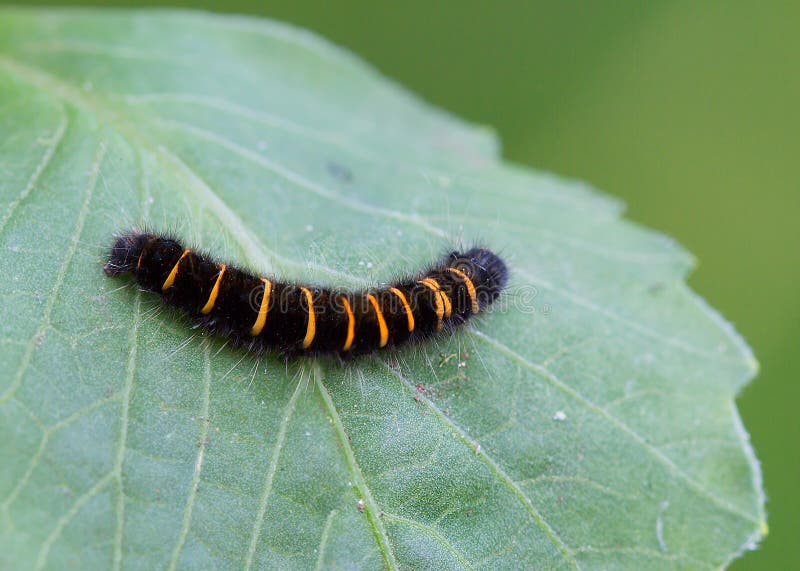black caterpillar with yellow stripes and one tail in pa black caterpillar with yellow stripes and one tail in pa