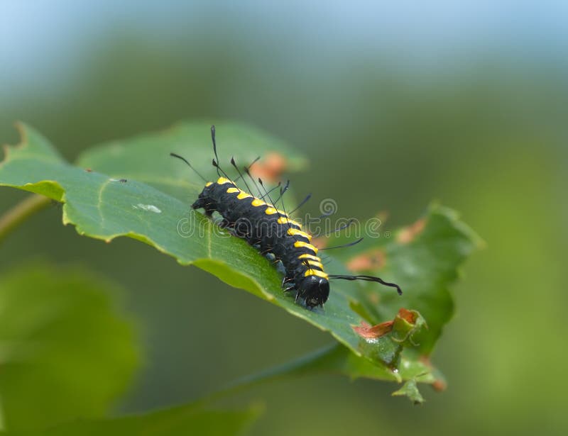 Striped Blackyellow Caterpillar Stock Photo Image of green, head