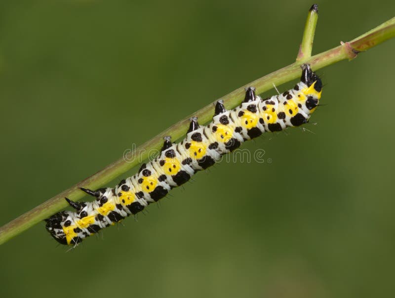 Striped Blackyellow Caterpillar Stock Photo Image of striped, yellow