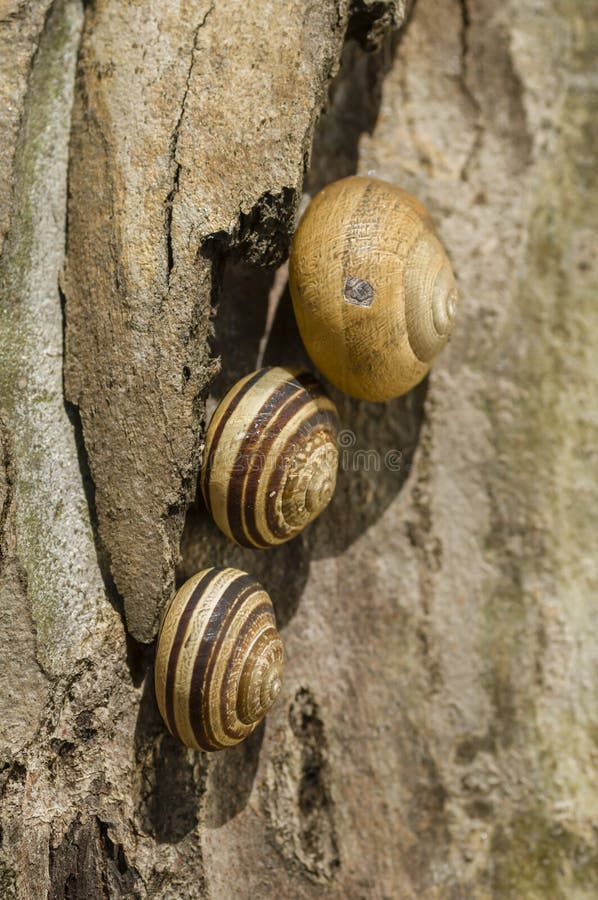 Striped Ground Snail Eating a Succulent Plant Stock Photo Image of