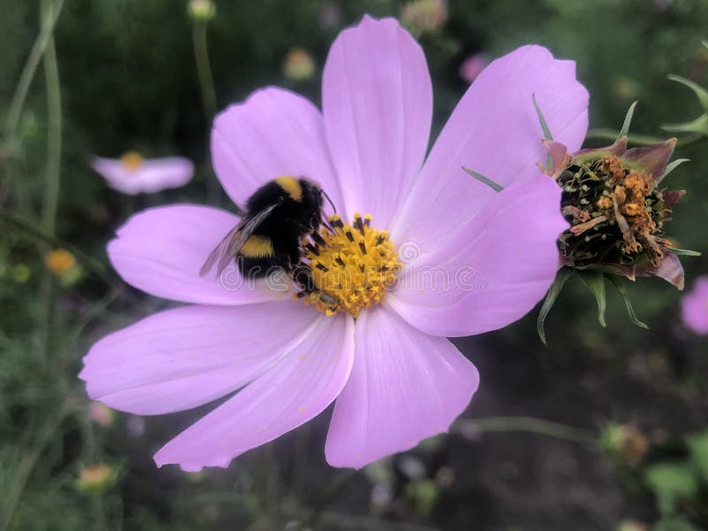 The Striped Bumblebee Feeds on Nectar from Pink Flower Stock Image