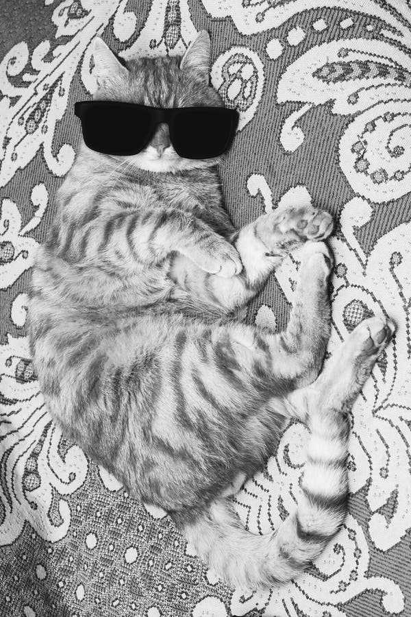 Striped Cat In Black Glasses Lying On The Couch Stock Image Image Of