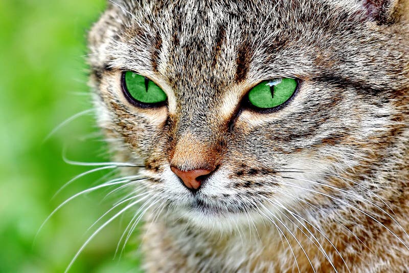 Striped cat with green eyes