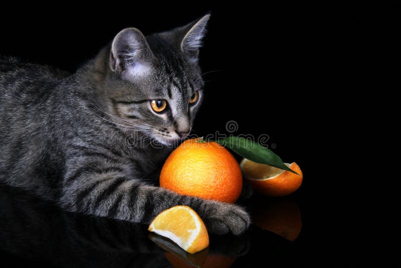 Striped cat with oranges stock photo. Image of green 126081674