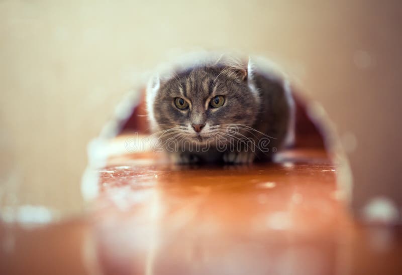 striped cat peeks into a hole in the wall looking for a mouse on the hunt at home