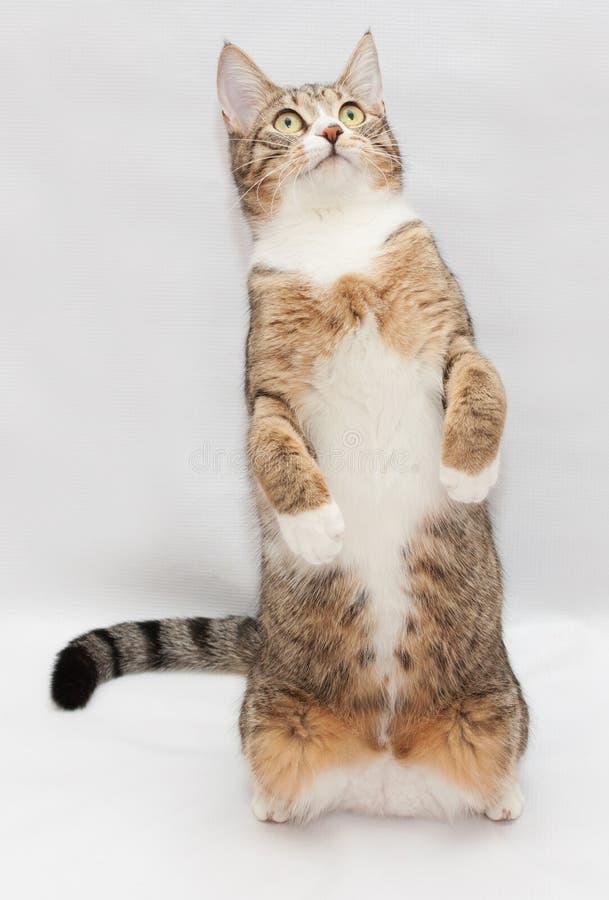 Striped Cat Sitting On Its Hind Legs Royalty Free Stock Image Image 38147036