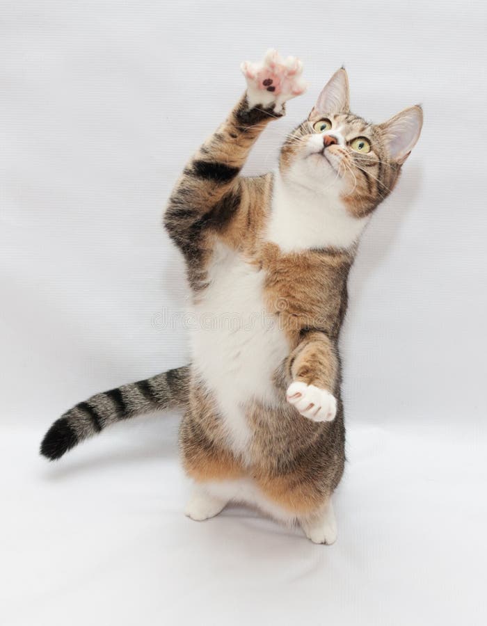 Striped Cat Sitting on Its Hind Legs, Swinging the Front Paw Stock