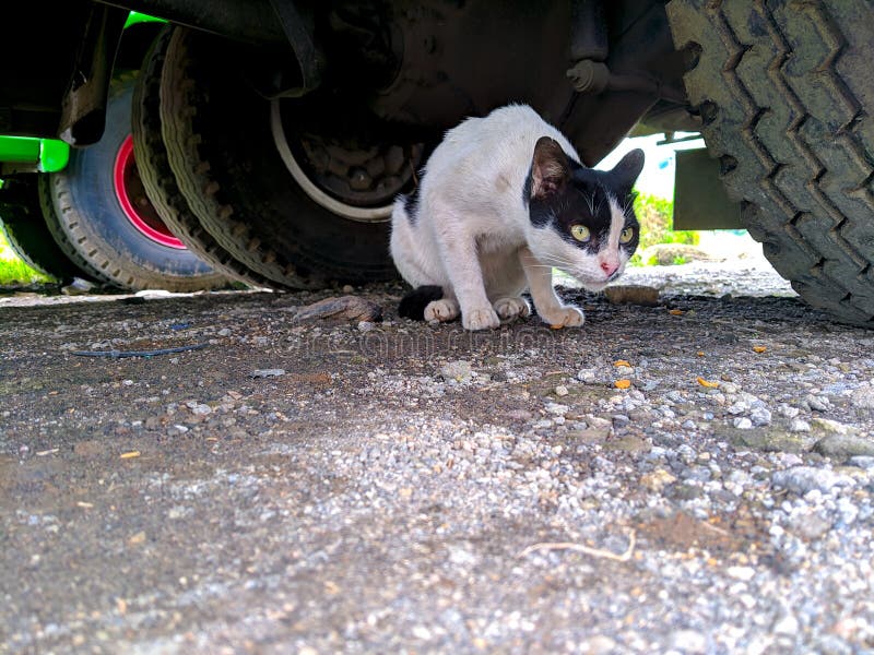 A Striped Cat Stalks Its Pray from Under the Truck Stock Photo Image