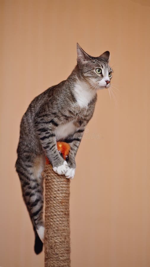 Striped Cat with White Paws Stock Photo Image of fluffy, carnivore