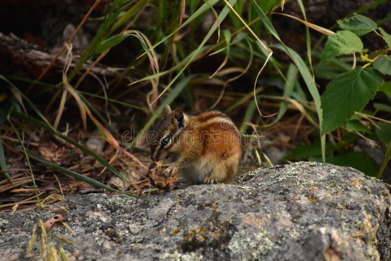 Striped Chipmunk with an Acorn in it`s Paws Stock Image Image of