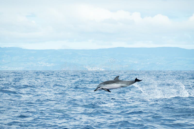 A Striped Dolphin Stenella coeruleoalba leaps out of the water in the Atlantic Ocean off the coast of Pico Island in the Azores