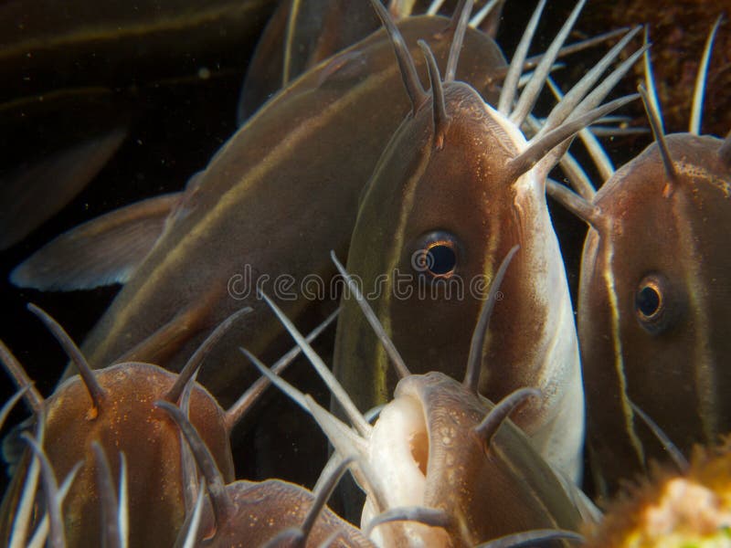 Striped Eel Catfish Faces 01 Stock Image - Image of indonesia, catfish