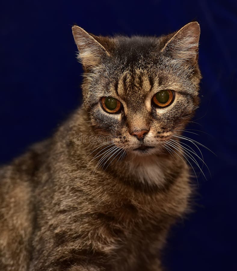 Striped elderly cat stock photo. Image of contented 103351942