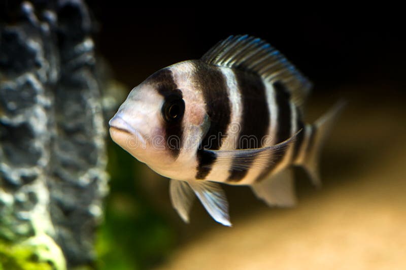 Striped fish