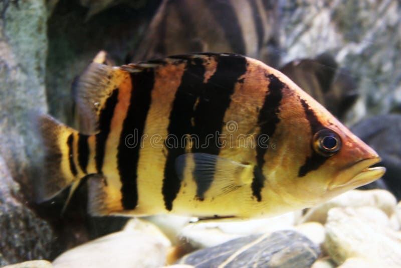 Striped Fish stock photo. Image of goldfish, shark, river 6887224