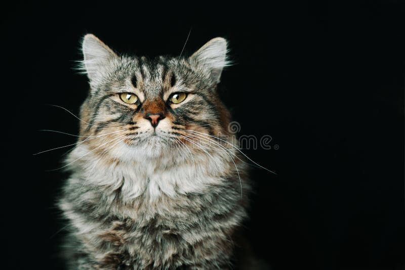 Striped fluffy cat.