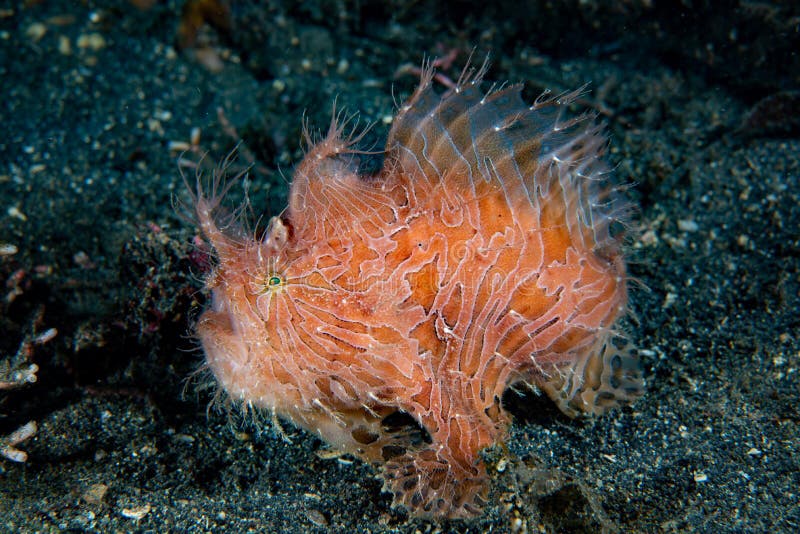 Striped Frogfish Antennarius striatus