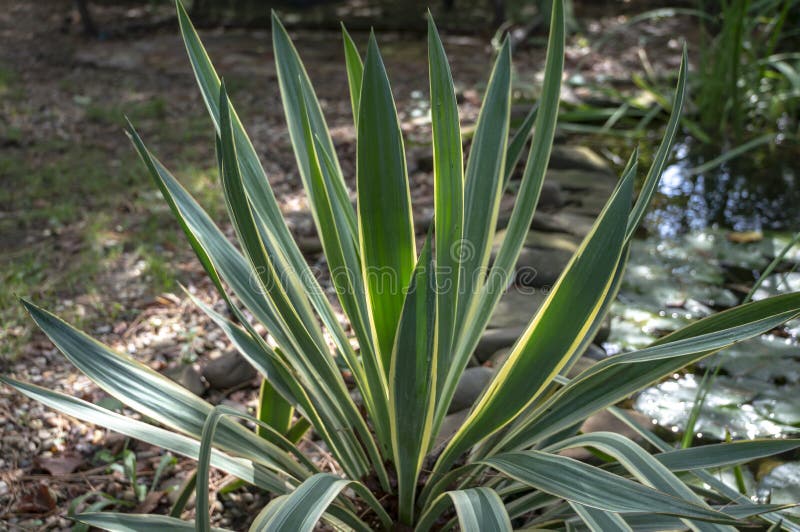 Striped leaves Yucca gloriosa in the natural light of the garden. In the background on the right is an old pond, decorated with a stone. An interesting design concept. Striped leaves Yucca gloriosa in the natural light of the garden. In the background on the right is an old pond, decorated with a stone. An interesting design concept.