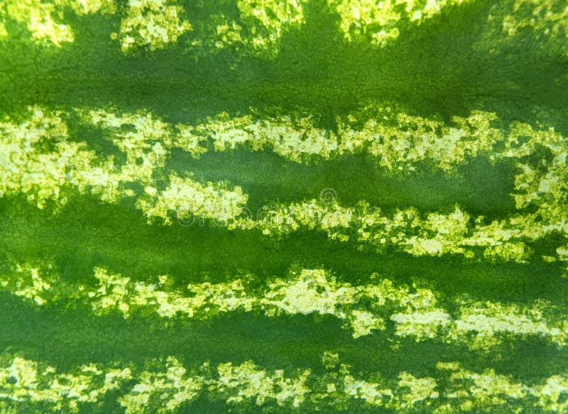 Striped Green Texture of the Watermelon Stock Photo Image of