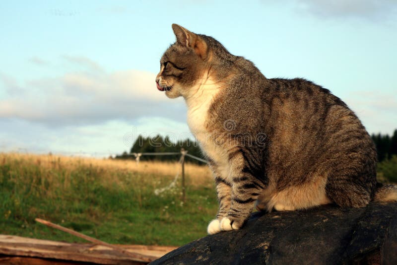 grey black striped cat grey black striped cat